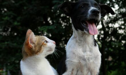 Phytothérapie animale : les plantes utiles chez les animaux
