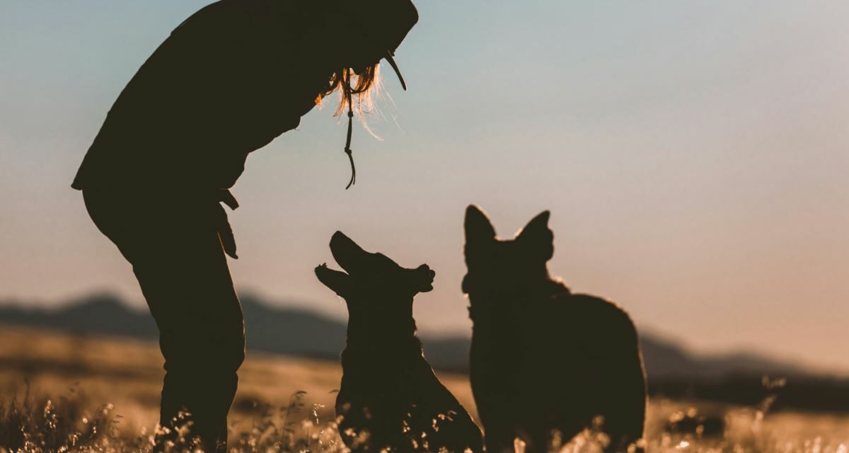 Piroplasmose du chien : les signes après une morsure de tique