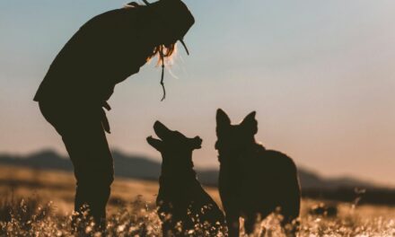 Piroplasmose du chien : les signes après une morsure de tique