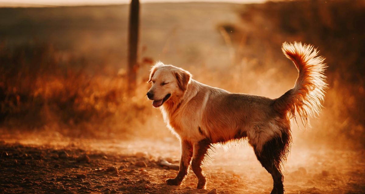 Comment favoriser la cicatrisation naturelle d’une plaie chez le chien ?