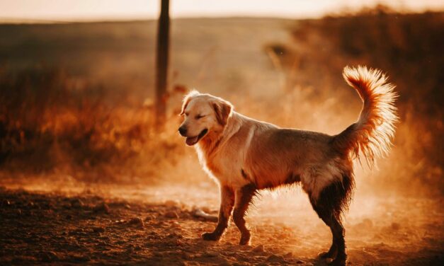 Comment favoriser la cicatrisation naturelle d’une plaie chez le chien ?