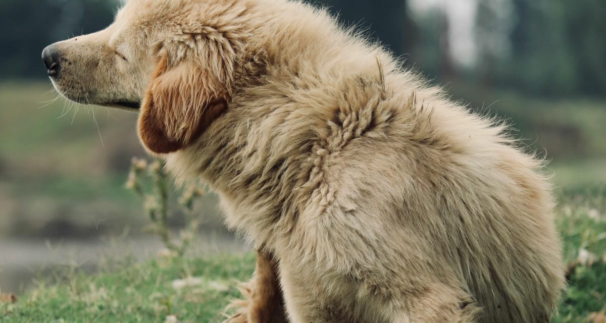 Quelles plantes sont toxiques pour le chien ?