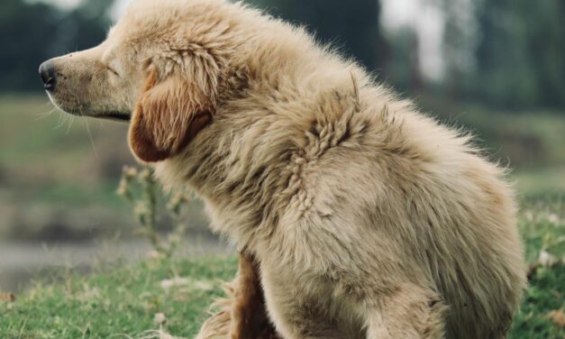 Quelles plantes sont toxiques pour le chien ?