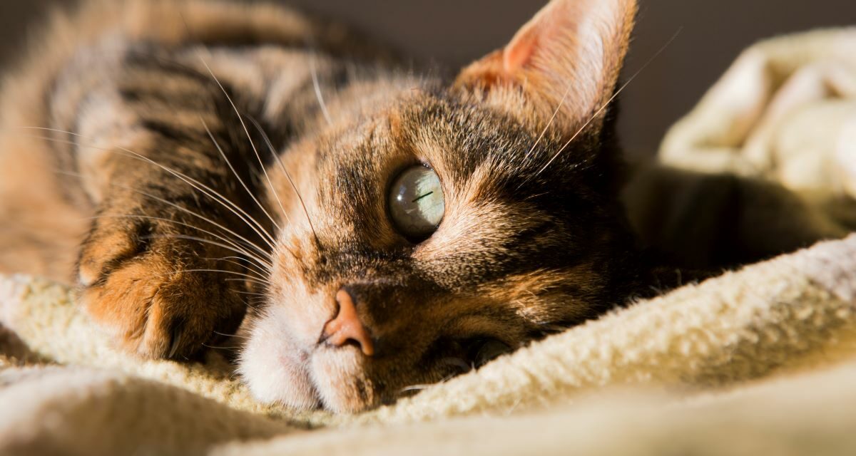 Probiotiques pour chat : quand et pourquoi les utiliser ?