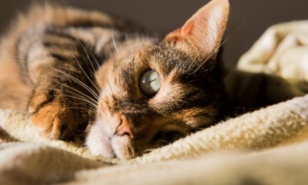 Probiotiques pour chat : quand et pourquoi les utiliser ?