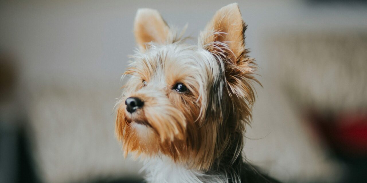Probiotiques pour chien : quand les utiliser et comment bien les choisir ?