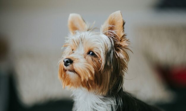 Probiotiques pour chien : quand les utiliser et comment bien les choisir ?