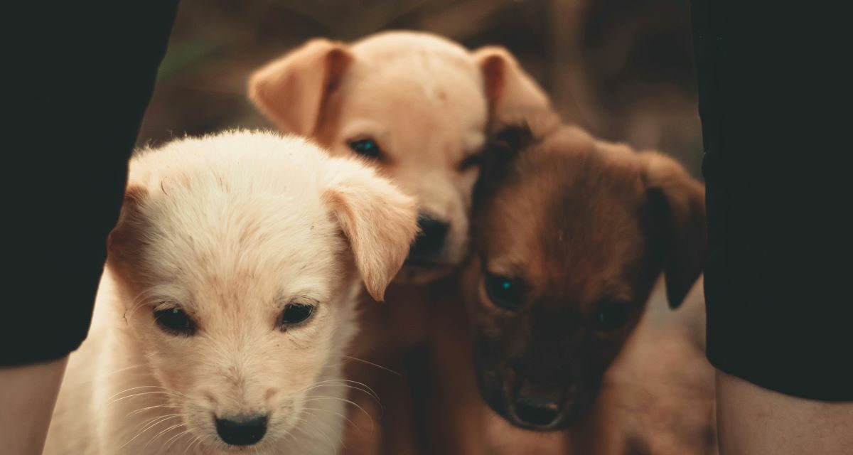 Mon chiot fait ses besoins dans la maison : comment y remédier ?