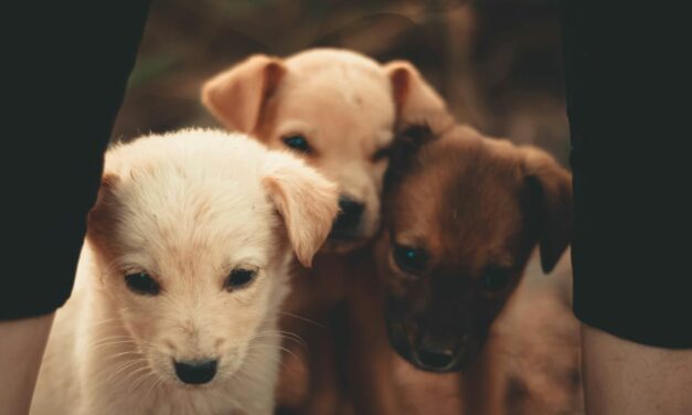 Mon chiot fait ses besoins dans la maison : comment y remédier ?