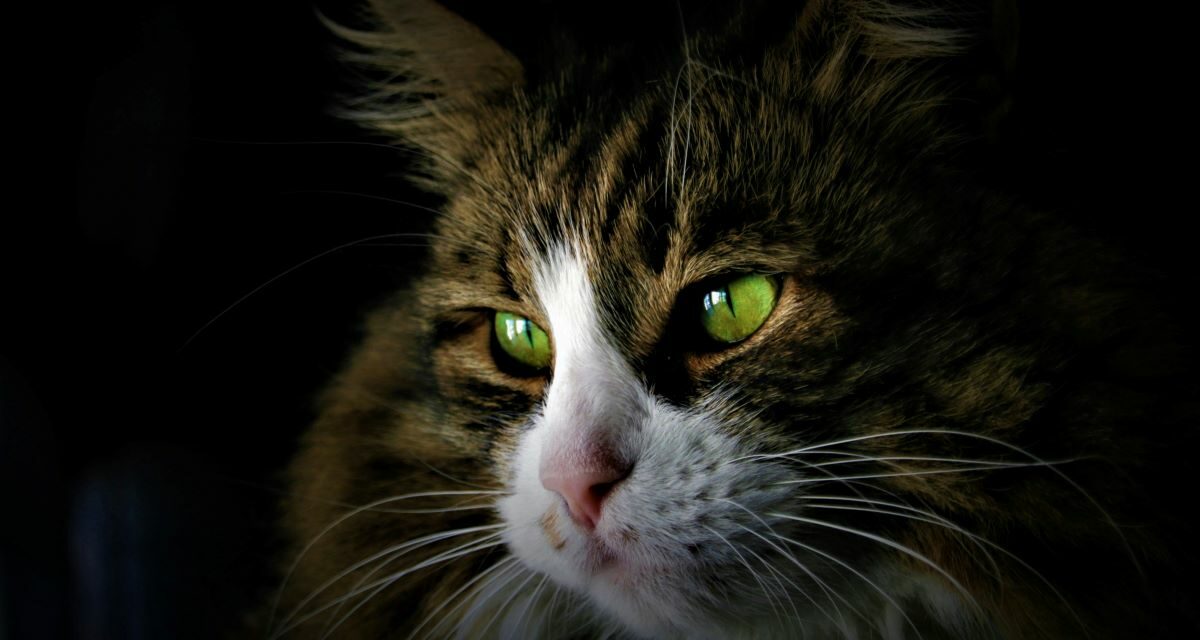 Puces chez le chat : comment les reconnaître et agir ?