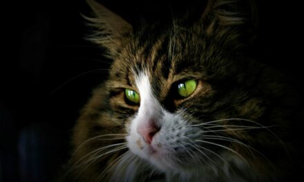 Puces chez le chat : comment les reconnaître et agir ?