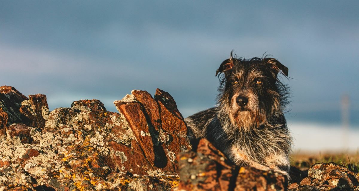 Faut-il traiter son chien contre les puces en hiver ?