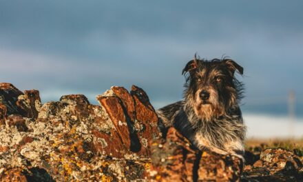 Faut-il traiter son chien contre les puces en hiver ?
