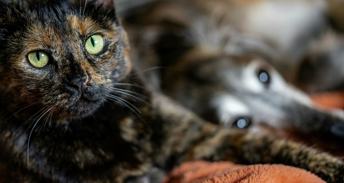 Puces dans la maison : comment protéger chien et chat ?