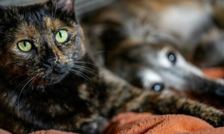 Puces dans la maison : comment protéger chien et chat ?