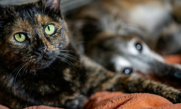 Puces dans la maison : comment protéger chien et chat ?