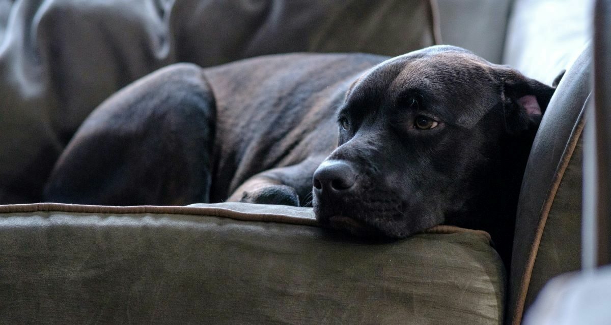 Pourquoi utiliser une rampe pour un chien âgé ?