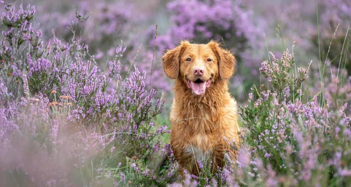 Langage canin : les postures de stress que vous devez absolument repérer