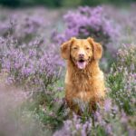 Langage canin : les postures de stress que vous devez absolument repérer