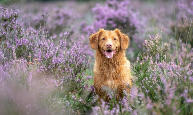 Langage canin : les postures de stress que vous devez absolument repérer