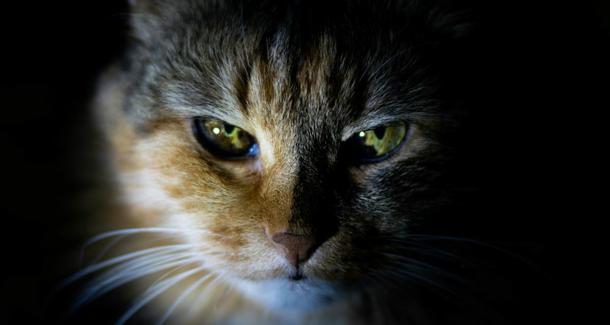 La teigne du chat est-elle contagieuse pour l’humain ?