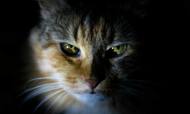 La teigne du chat est-elle contagieuse pour l’humain ?