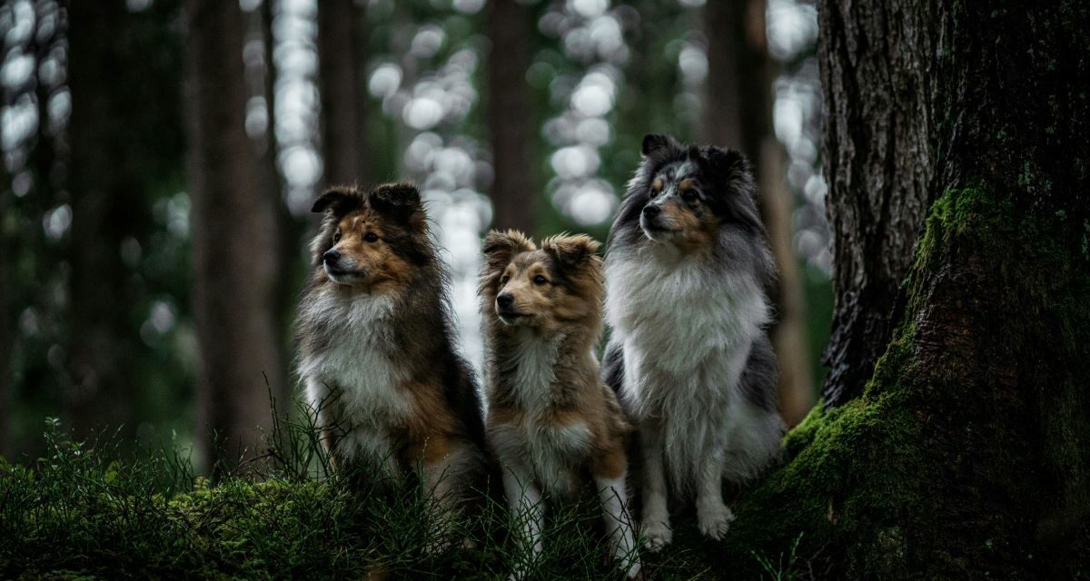 Comment utiliser la terre de diatomée contre les puces du chien ?