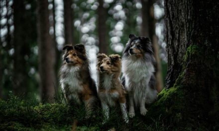 Comment utiliser la terre de diatomée contre les puces du chien ?
