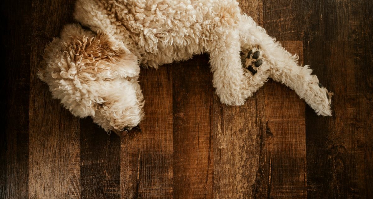 Tiques chez le chien : les alternatives naturelles utiles