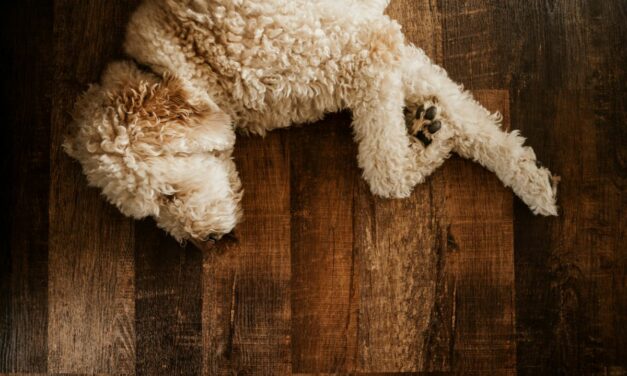 Tiques chez le chien : les alternatives naturelles utiles