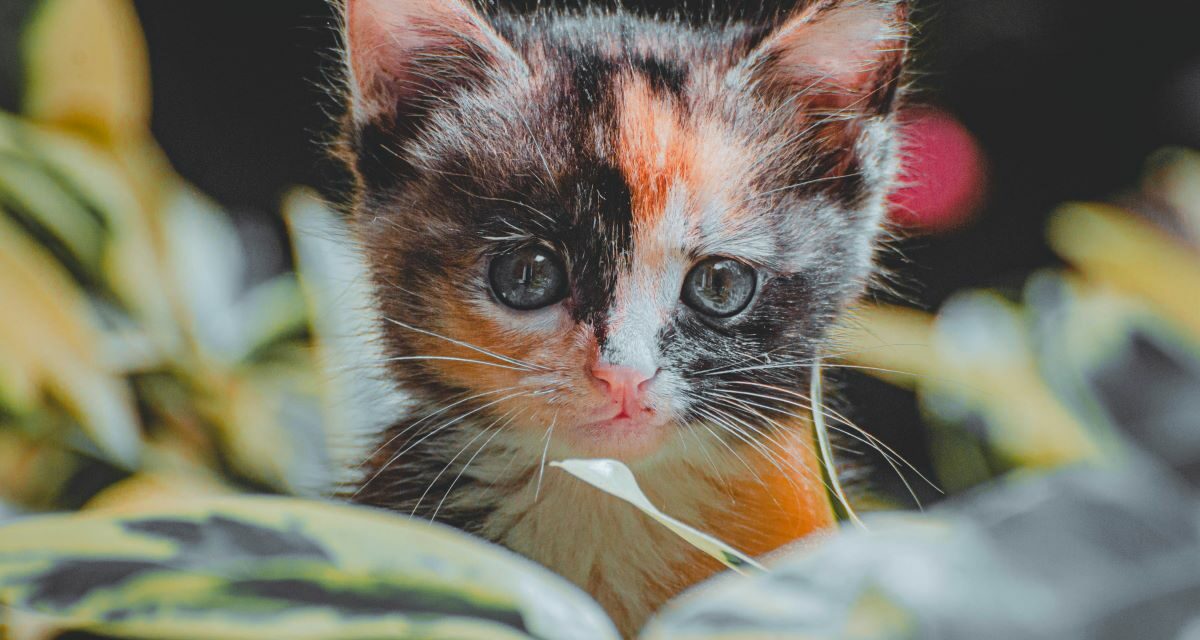 À quelle fréquence faut-il vermifuger un chat ?