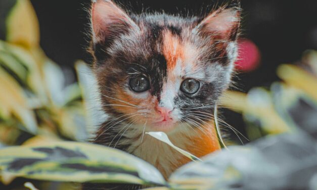 À quelle fréquence faut-il vermifuger un chat ?
