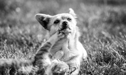 Démangeaisons chez le chien : comprendre le prurit et le soulager