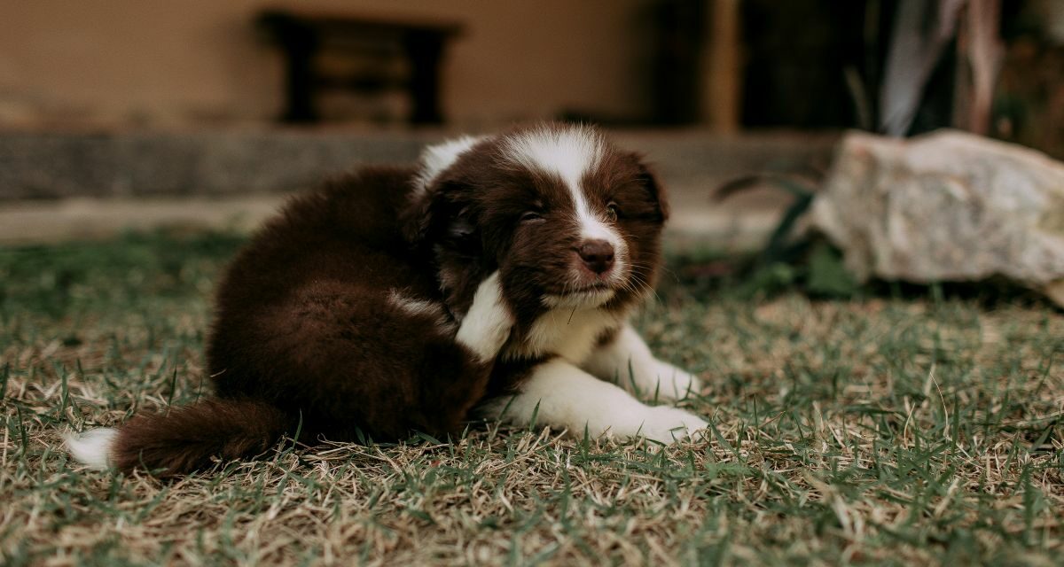 Allergie de la peau chez le chien : identifier et soulager les irritations