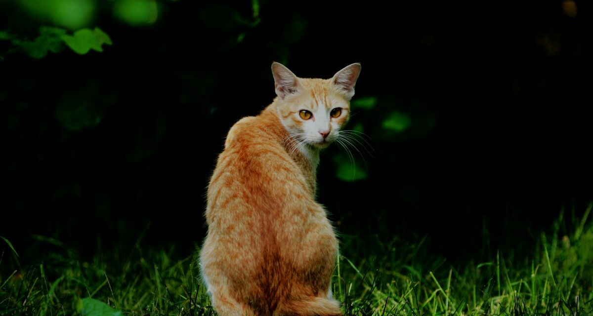 Mon chat a des pellicules sur le dos : comment réagir ?
