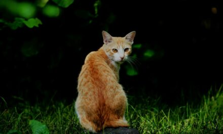 Mon chat a des pellicules sur le dos : comment réagir ?