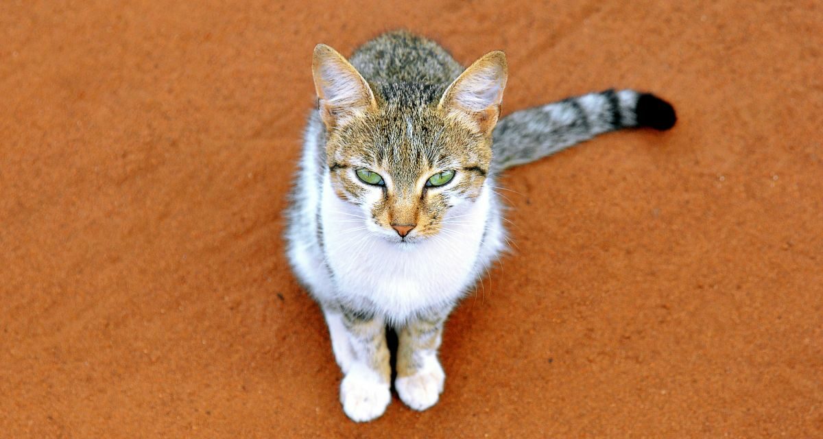 Perte de poils du chat : comment faire la différence entre mue et maladie ?