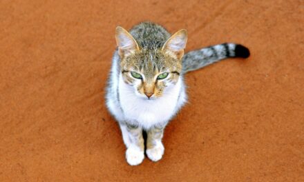 Mon chat perd ses poils : mue normale ou problème de peau ?