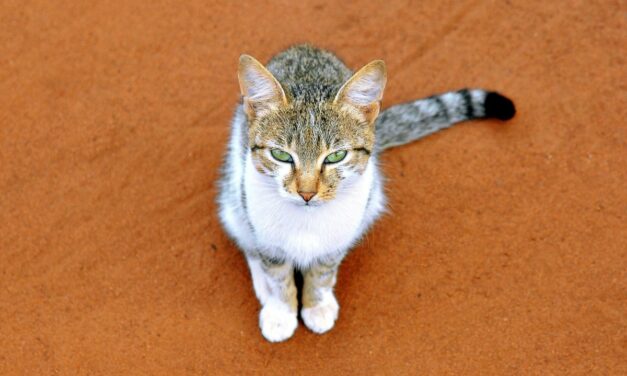Perte de poils du chat : comment faire la différence entre mue et maladie ?
