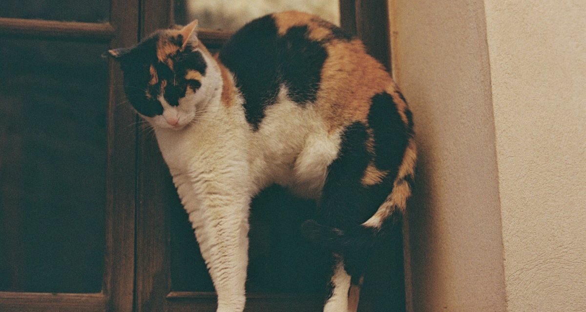 Démangeaisons chez le chat : identifier les causes et solutions cutanées