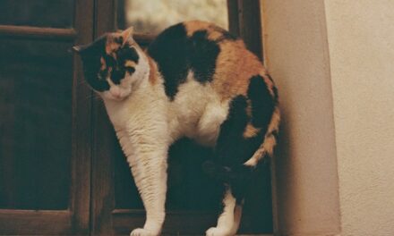 Démangeaisons chez le chat : identifier les causes et solutions cutanées