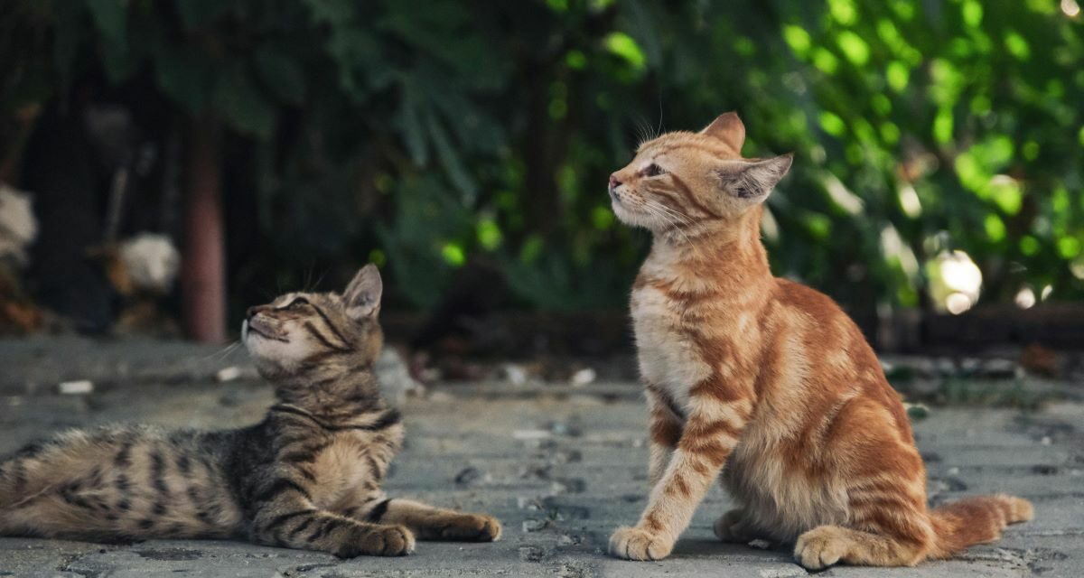 Stress du chat en voyage : le guide pratique pour des trajets sereins