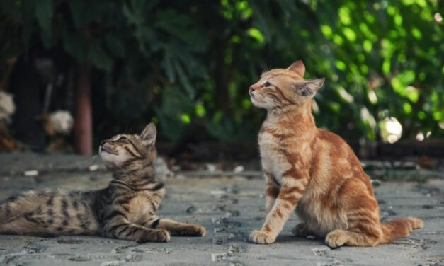 Stress du chat en voyage : le guide pratique pour des trajets sereins