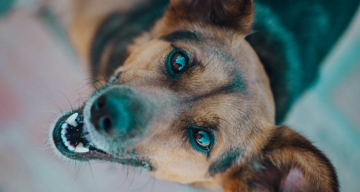 Comment choisir le meilleur complément pour la peau et le pelage de son chien ?