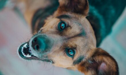 Comment choisir le meilleur complément pour la peau et le pelage de son chien ?