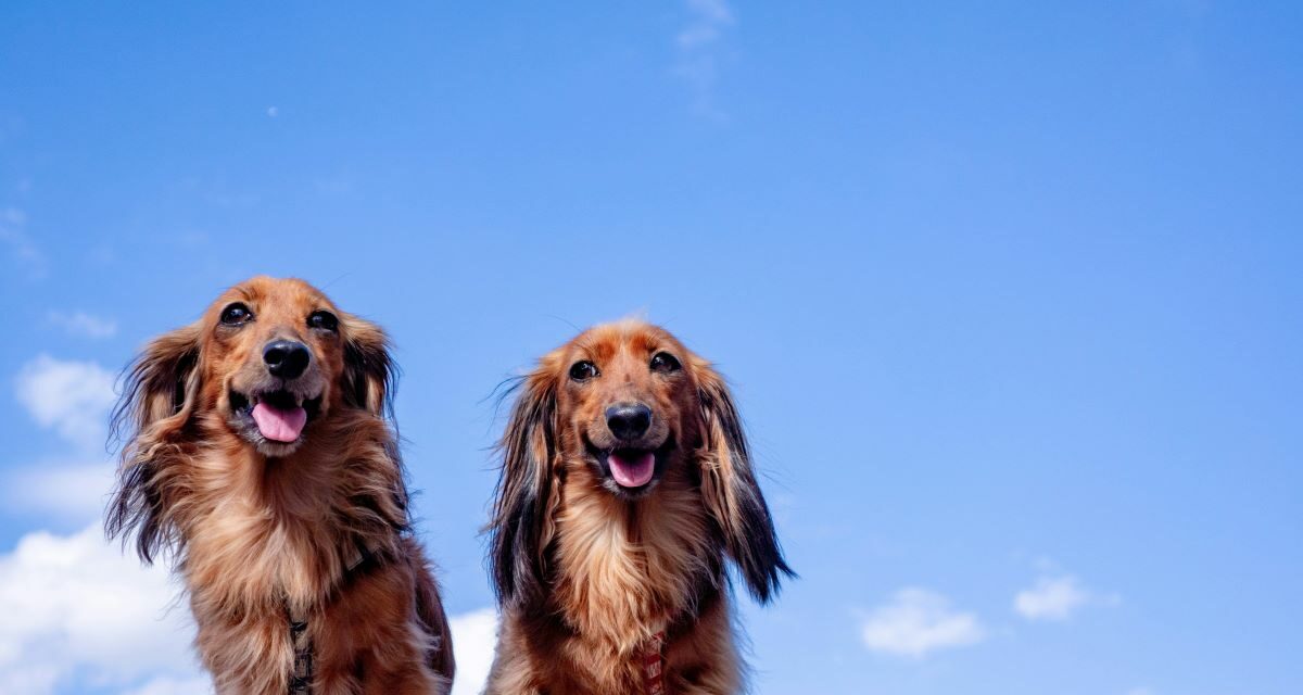 Peau atopique chez le chien : le guide complet pour gérer les crises
