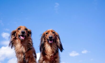 Peau atopique chez le chien : le guide complet pour gérer les crises