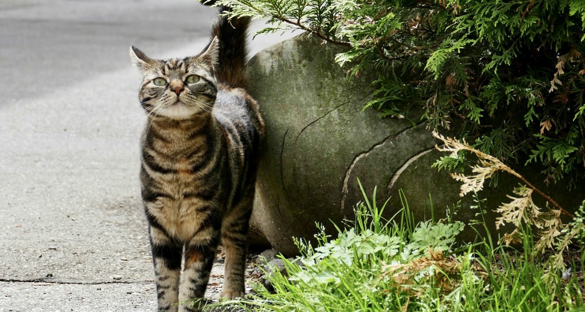 Comment reconnaître et soigner la gale des oreilles du chat ?