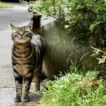 Comment reconnaître et soigner la gale des oreilles du chat ?