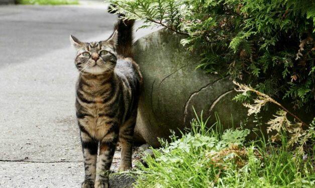 Comment reconnaître et soigner la gale des oreilles du chat ?